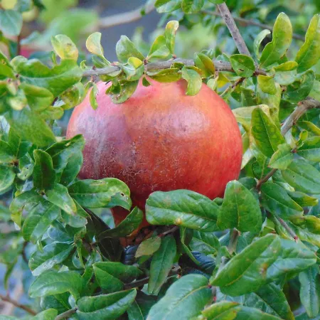 Boladina Experience 3* Baunei